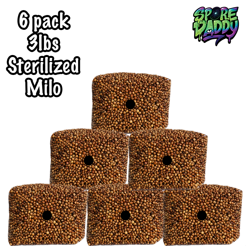 Milo Sorghum Grain Spawn | 6 pack | 3 lbs