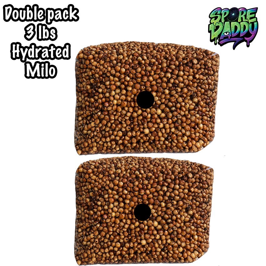 Milo Sorghum Grain Spawn | Double Pack | 3 lbs