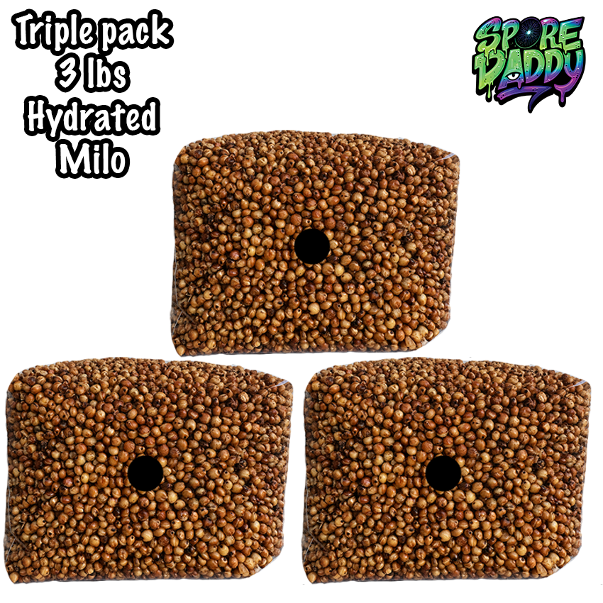 Milo Sorghum Grain Spawn | Triple Pack | 3 lbs