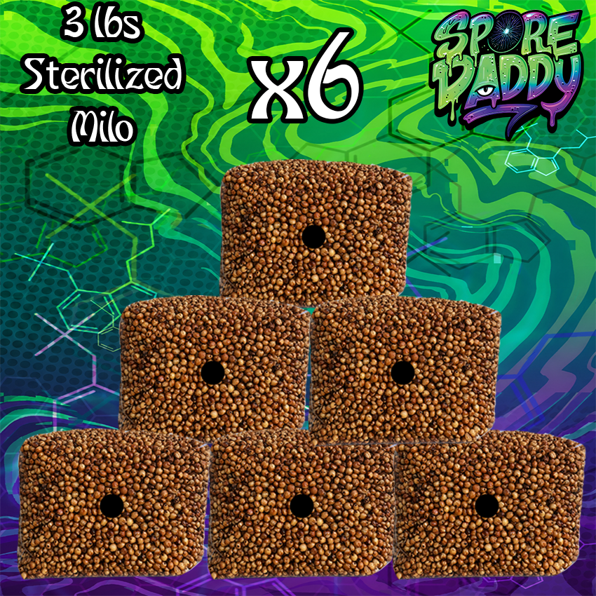 Sterilized Milo Sorghum Grain Spawn | 6 pack | 3 lbs