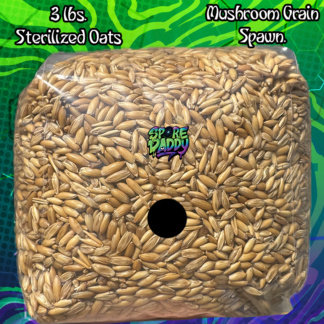 Oat Mushroom Grain Spawn | 3 lbs