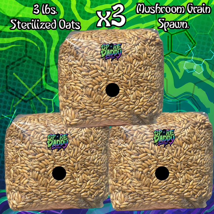 Oat Mushroom Grain Spawn | 3 lbs | Triple Pack